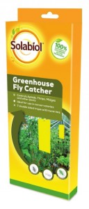 GREENHOUSE FLY CATCHER (7)